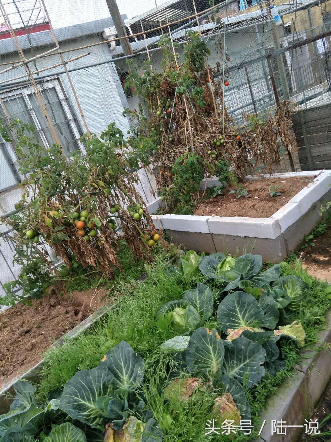 厦门城中村村民，给他5套商品房也不搬，自己种菜养鸡租房很惬意