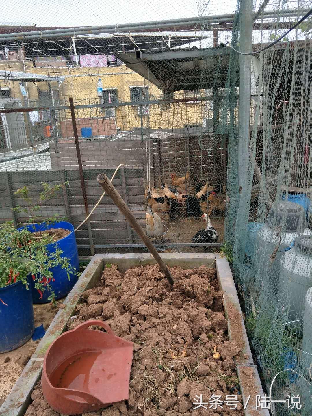 厦门城中村村民，给他5套商品房也不搬，自己种菜养鸡租房很惬意