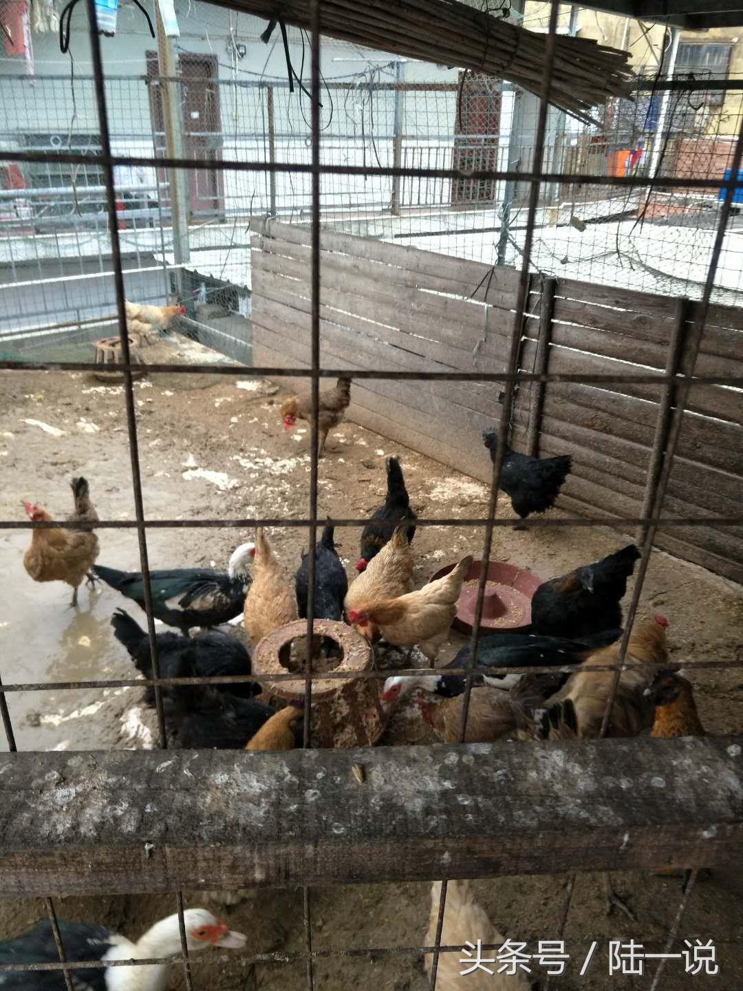 厦门城中村村民，给他5套商品房也不搬，自己种菜养鸡租房很惬意