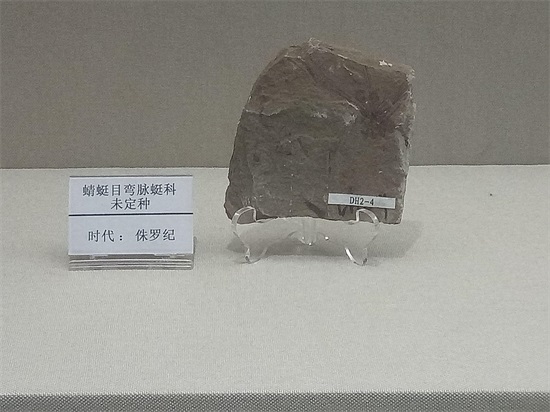 世界上最早的、长有羽毛的恐龙—赫氏近鸟龙