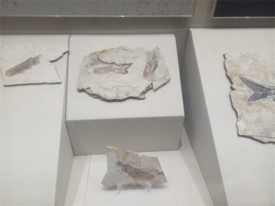 世界上最早的、长有羽毛的恐龙—赫氏近鸟龙