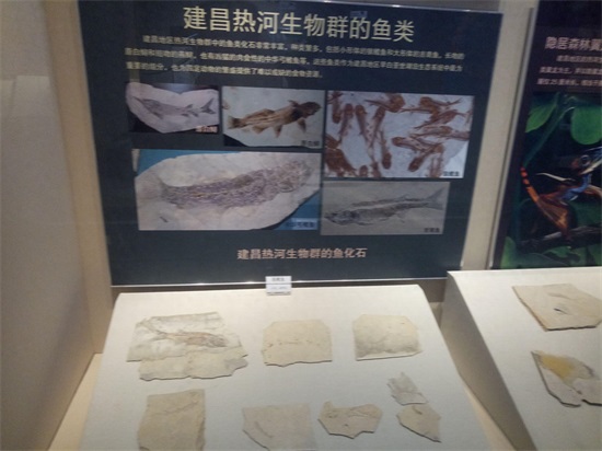 世界上最早的、长有羽毛的恐龙—赫氏近鸟龙