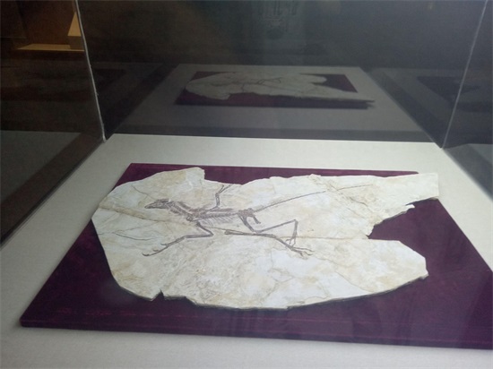 世界上最早的、长有羽毛的恐龙—赫氏近鸟龙