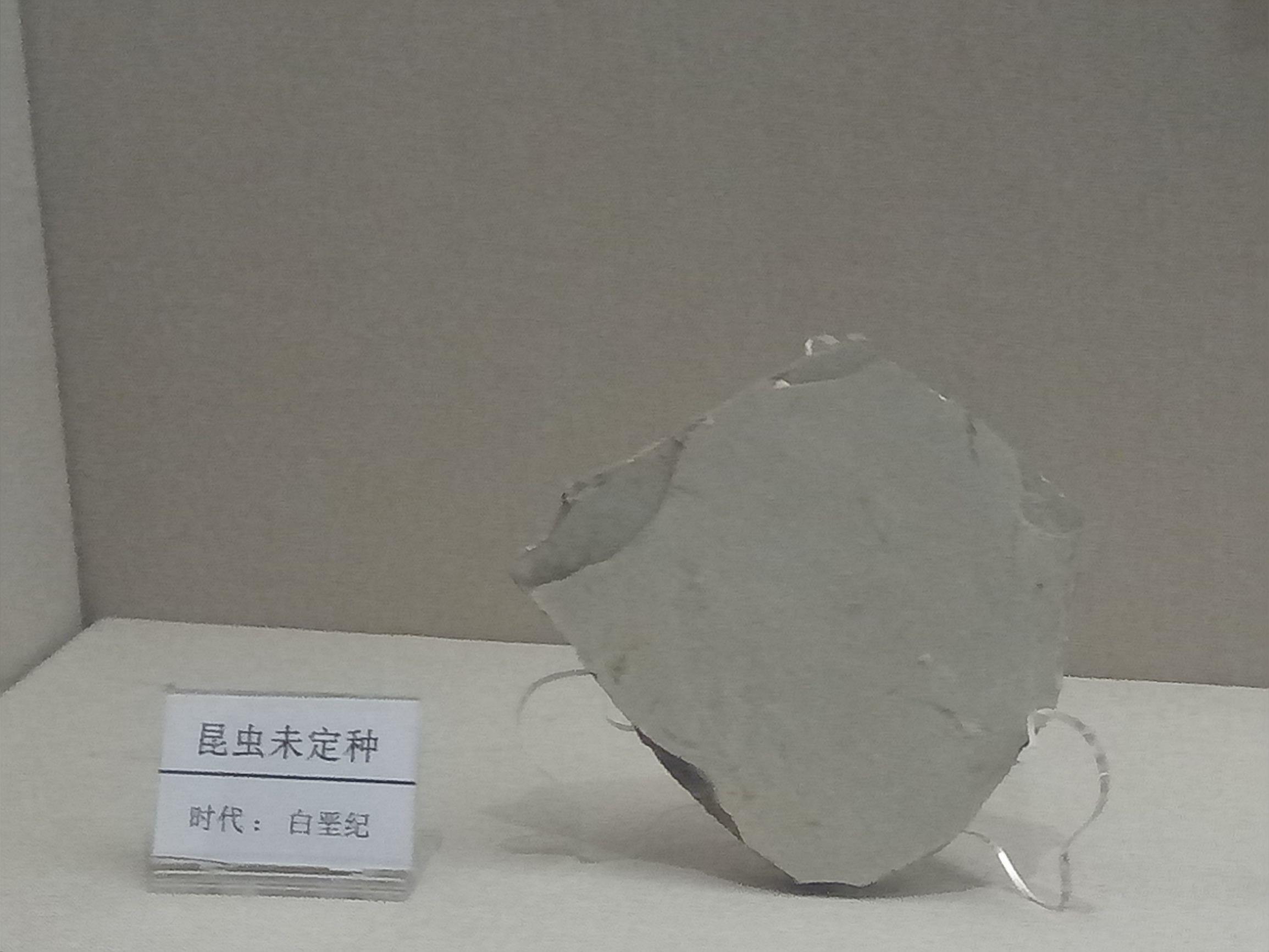 世界上最早的、长有羽毛的恐龙—赫氏近鸟龙