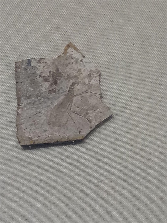 世界上最早的、长有羽毛的恐龙—赫氏近鸟龙