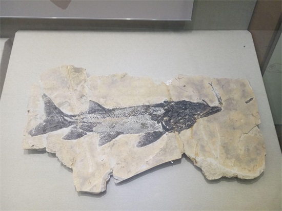 世界上最早的、长有羽毛的恐龙—赫氏近鸟龙