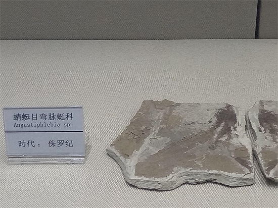 世界上最早的、长有羽毛的恐龙—赫氏近鸟龙