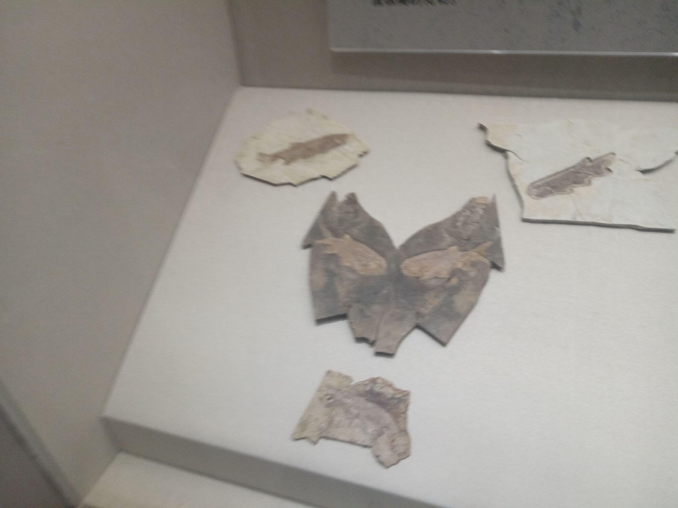 世界上最早的、长有羽毛的恐龙—赫氏近鸟龙