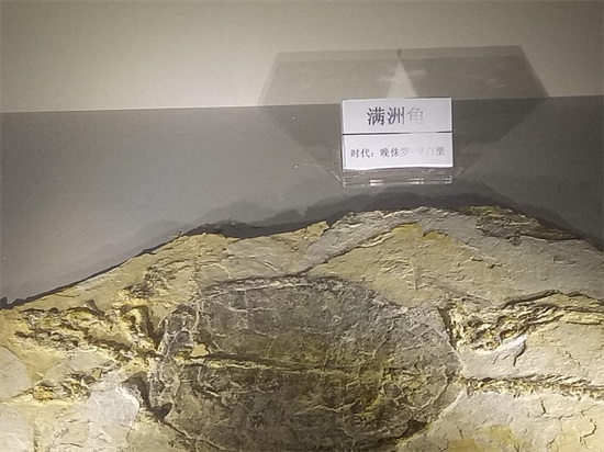 世界上最早的、长有羽毛的恐龙—赫氏近鸟龙