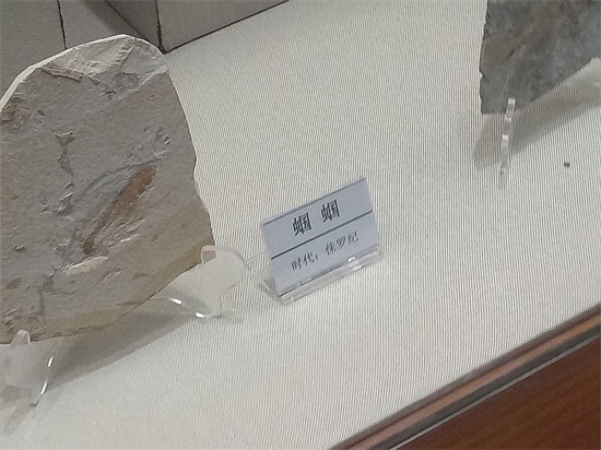 世界上最早的、长有羽毛的恐龙—赫氏近鸟龙