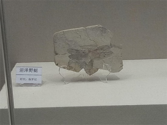 世界上最早的、长有羽毛的恐龙—赫氏近鸟龙