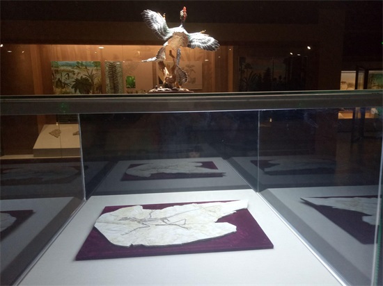 世界上最早的、长有羽毛的恐龙—赫氏近鸟龙