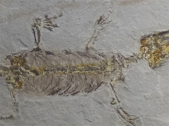 世界上最早的、长有羽毛的恐龙—赫氏近鸟龙