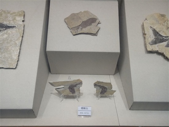 世界上最早的、长有羽毛的恐龙—赫氏近鸟龙