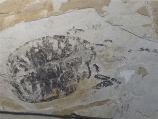 世界上最早的、长有羽毛的恐龙—赫氏近鸟龙