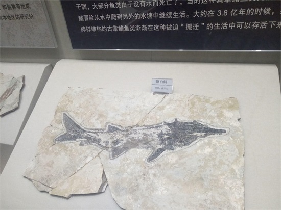 世界上最早的、长有羽毛的恐龙—赫氏近鸟龙