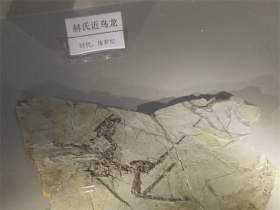 世界上最早的、长有羽毛的恐龙—赫氏近鸟龙