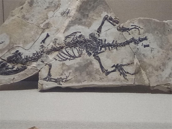 世界上最早的、长有羽毛的恐龙—赫氏近鸟龙