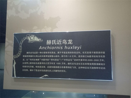 世界上最早的、长有羽毛的恐龙—赫氏近鸟龙