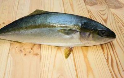 ​世界上最贵的5种鱼，最后一条450万，我不信你们吃过