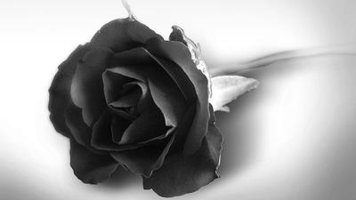 爱情之象征，玫瑰花高清图集：黑玫瑰