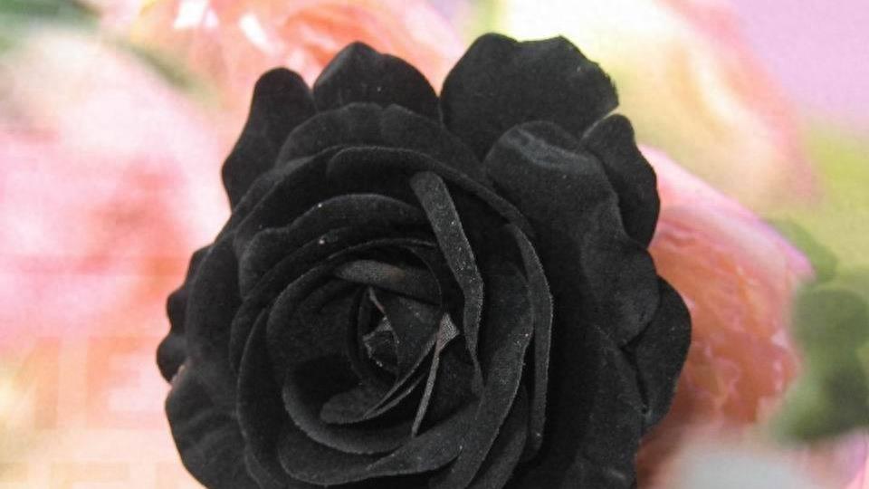 爱情之象征，玫瑰花高清图集：黑玫瑰