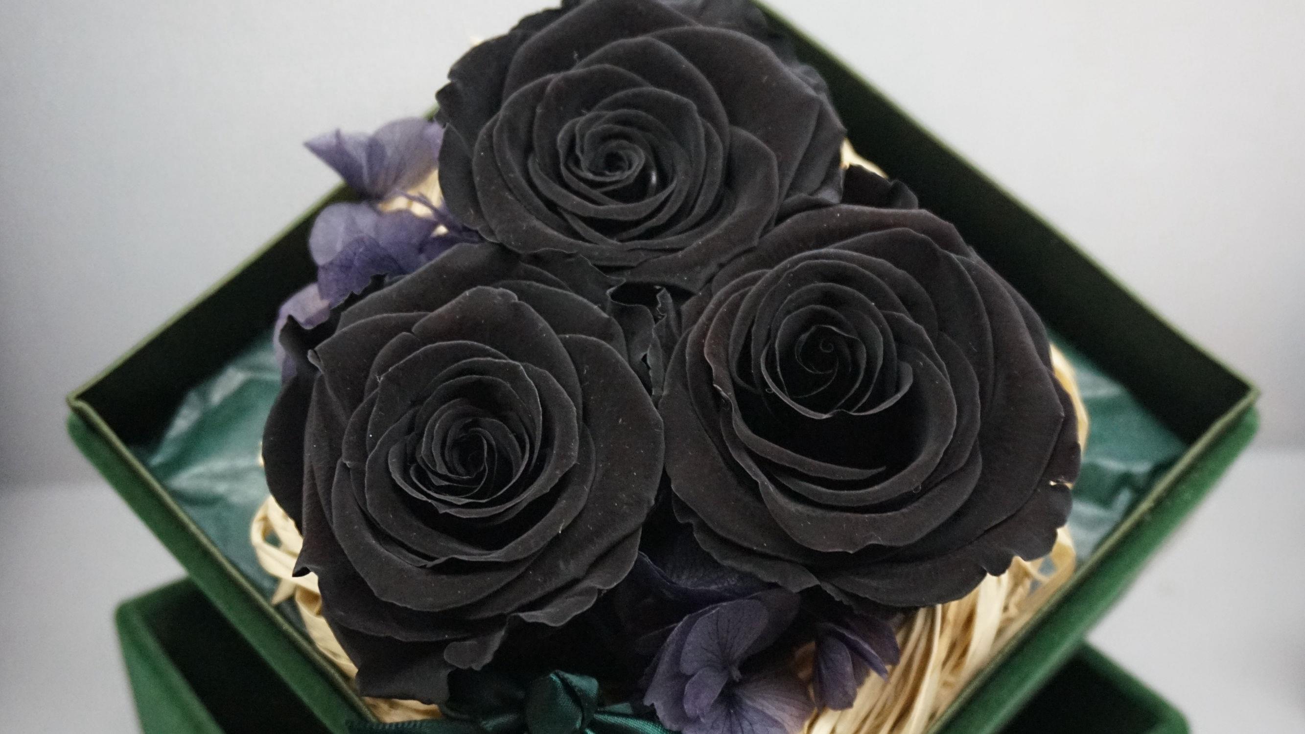 爱情之象征，玫瑰花高清图集：黑玫瑰