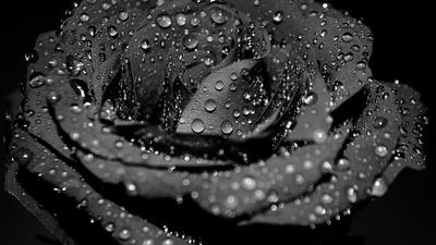 爱情之象征，玫瑰花高清图集：黑玫瑰