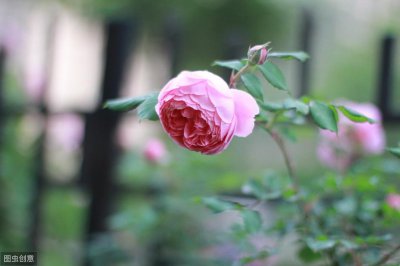 ​藤本月季自由精神，优缺点一样多，你喜欢还是不喜欢