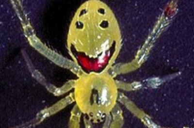 ​世界上最萌的蜘蛛—笑脸蜘蛛，浑身无毒，肚子上还长了个表情包