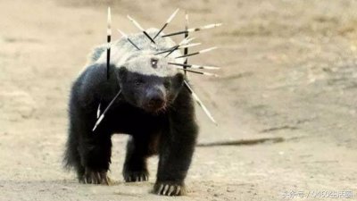 ​网红动物平头哥蜜獾的10大人生格言 不愧为世界上最胆大的动物！