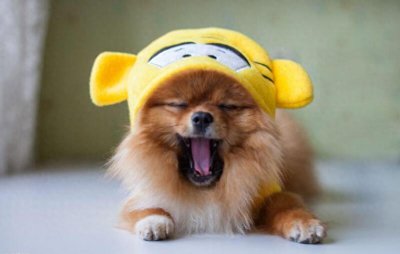 ​世界上战斗力最强名犬排名