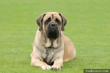 世界上战斗力最强名犬排名