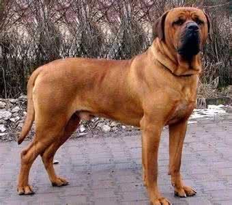 世界上战斗力最强名犬排名