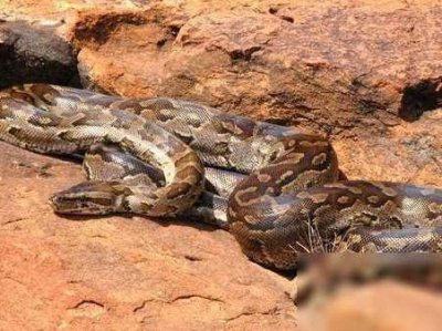 ​动物世界：非洲最大的无毒蛇-非洲岩蟒