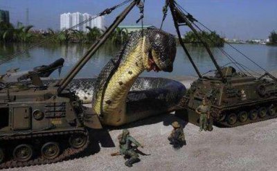 ​红海巨蛇是假的！那世界最长的蛇是什么样子的呢？