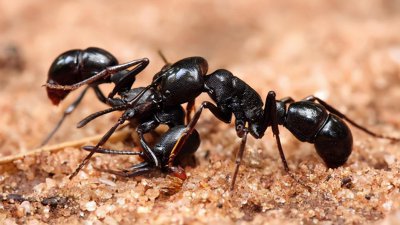 ​用了10年，挖出40吨废土，展现出世界上最大的蚂蚁巢穴