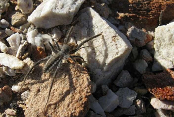 世界上最大的10种蜘蛛：想不到第一名竟然这样
