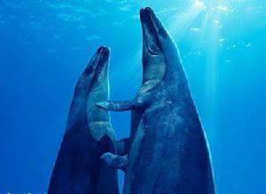 世界上最凶残的史前巨兽——龙王鲸