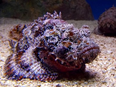 ​世界上最毒的鱼“毒鲉”