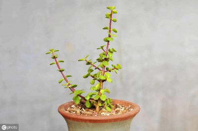 ​想让金枝玉叶茎杆变粗壮，现在做好3件事，能事半功倍