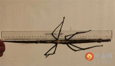 ​普洱现巨型竹节虫 昆虫已经被普洱景区工作人员放归自然