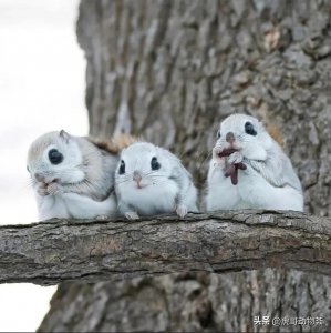 ​最不关心物种-小鼯鼠，真的好可爱