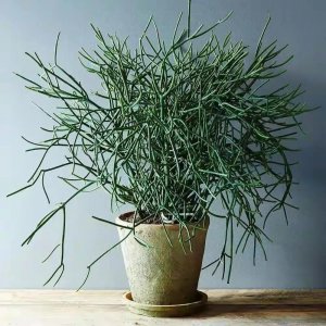 ​超萌多肉植物“光棍树”有毒吗？能养家里吗？种植需要注意什么？