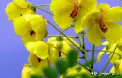 ​亦花亦药的云实树