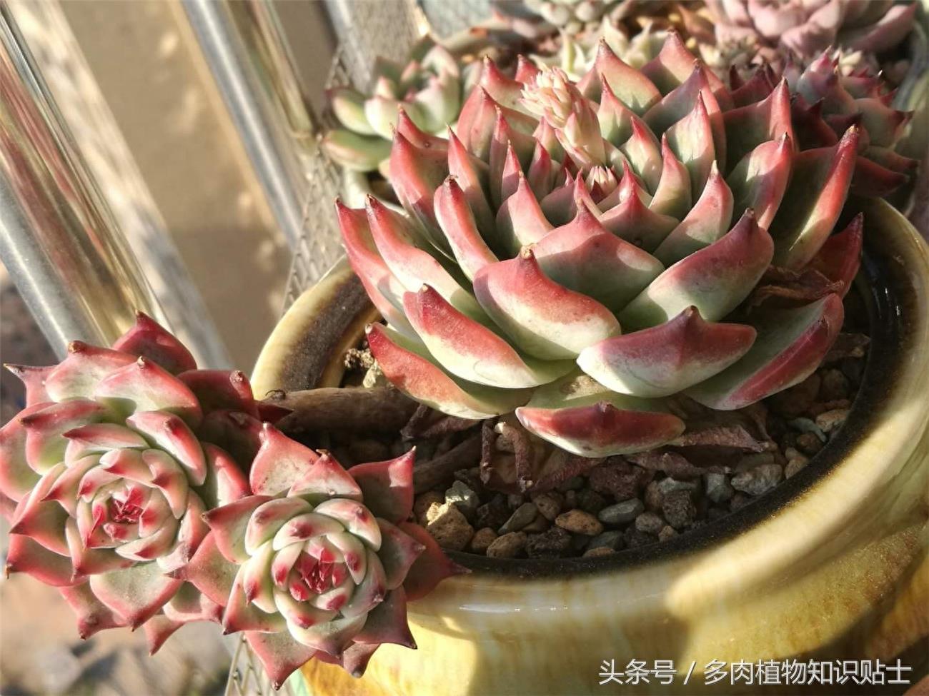 最普通的多肉植物——吉娃娃成长史