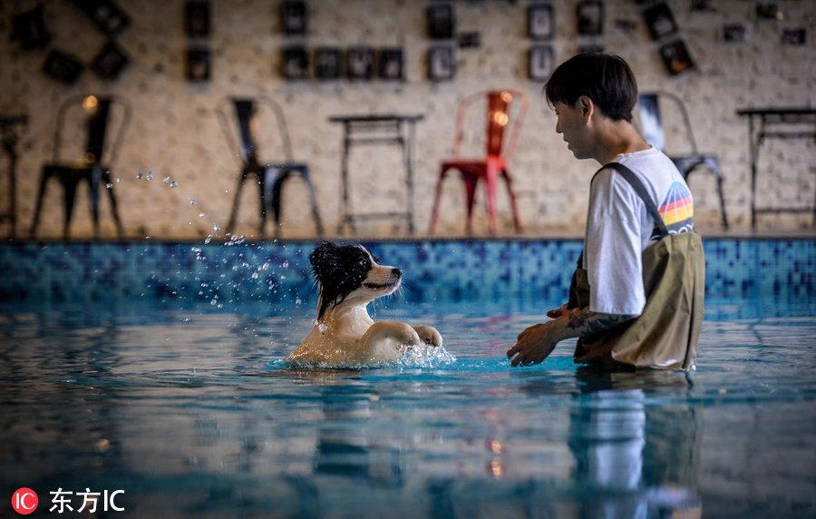 80后男孩从叛逆青年到励志店主 京郊建8600平米狗狗乐园报恩