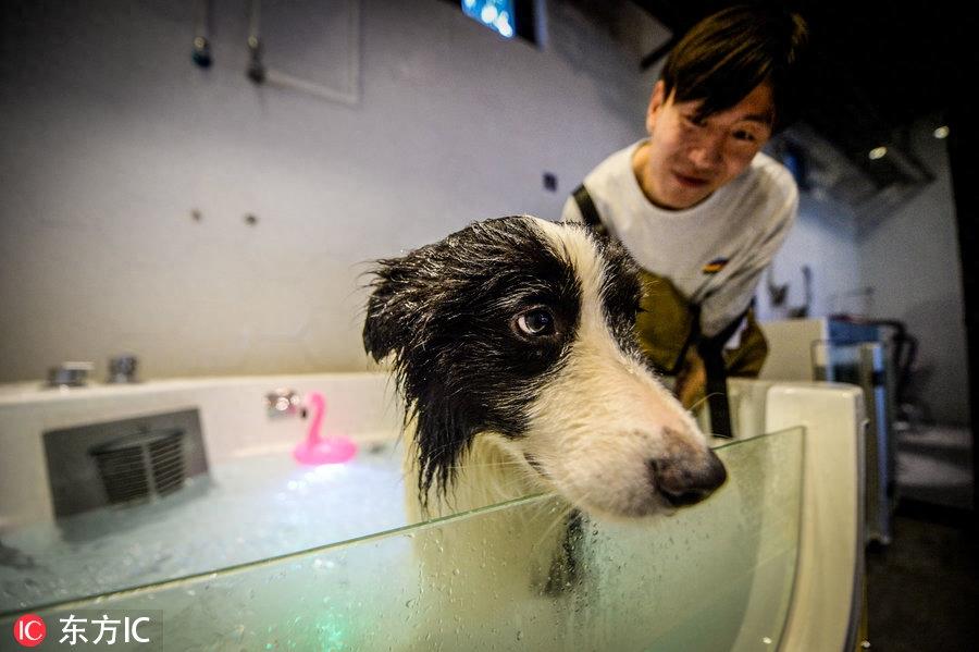 80后男孩从叛逆青年到励志店主 京郊建8600平米狗狗乐园报恩