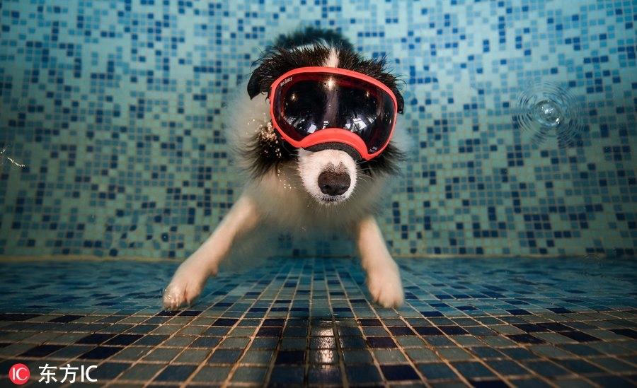 80后男孩从叛逆青年到励志店主 京郊建8600平米狗狗乐园报恩