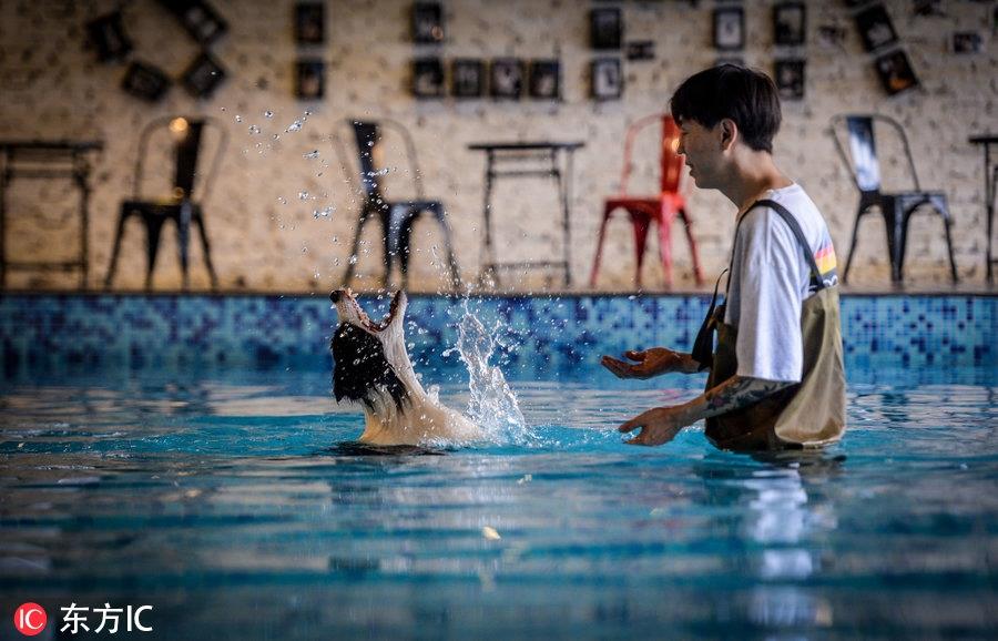 80后男孩从叛逆青年到励志店主 京郊建8600平米狗狗乐园报恩